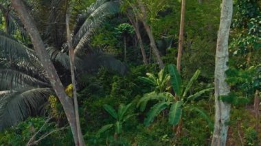 Tayland 'ın Phuket Adası' ndaki tropikal orman.