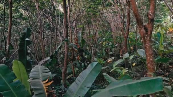 Tropická džungle na ostrově Phuket v Thajsku 10 — Stock video