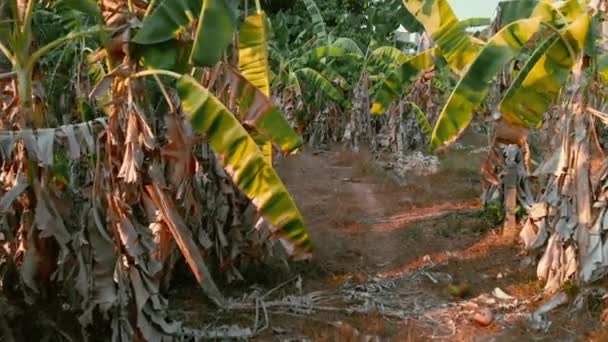 Bananenplantage auf Phuket in Thailand 2 — Stockvideo