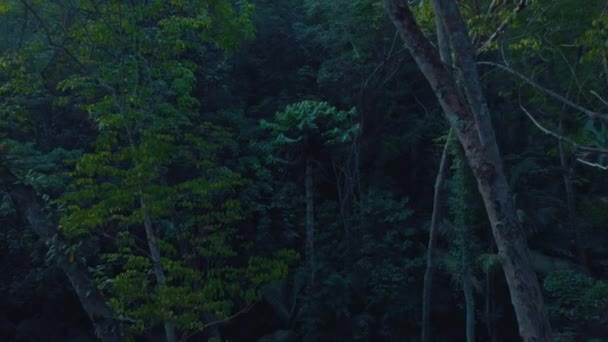Тропические джунгли на острове Пхукет в Таиланде 4 — стоковое видео