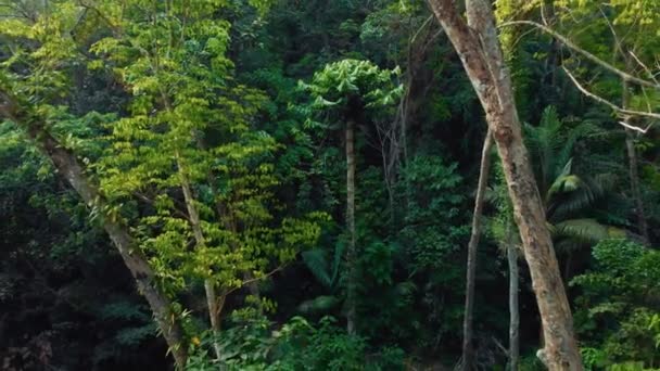 Selva tropical en la isla de Phuket en Tailandia 16 — Vídeo de stock