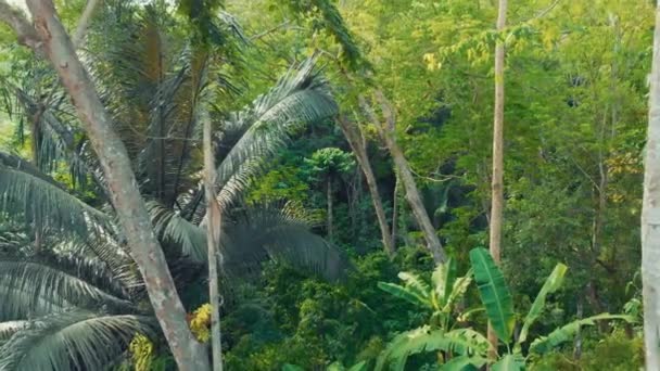 Jungle tropicale sur l'île de Phuket en Thaïlande 13 — Video