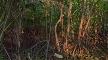 Tayland 'ın Phuket Adası' ndaki tropikal orman.