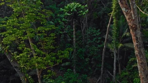 タイのプーケット島の熱帯ジャングル16 — ストック動画
