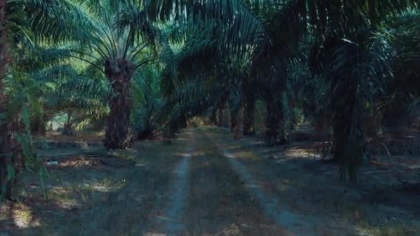 Humeur mystique dans une palmeraie de Phuket en Thaïlande  