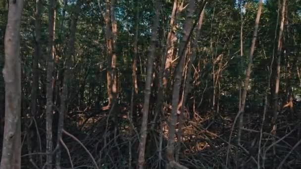 Forêt de mangroves pendant la saison de sécheresse 