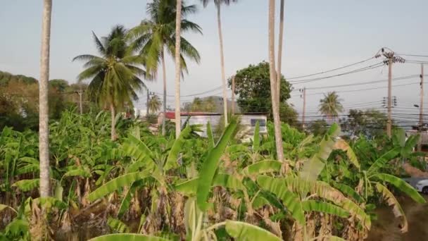 Vue aérienne de bananeraie et de palmiers sur l'île de Phuket sur la côte de la mer 