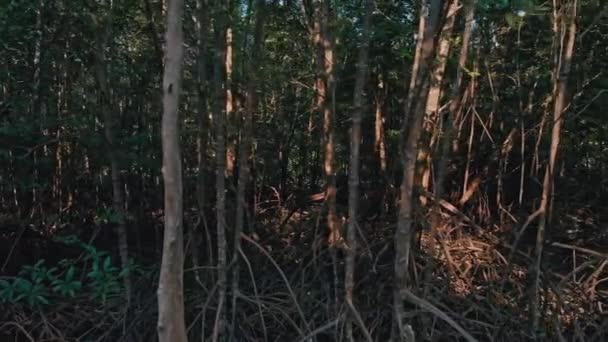 Forêt de mangroves dans la saison de sécheresse 3 sur l'île de Phuket en Thaïlande 
