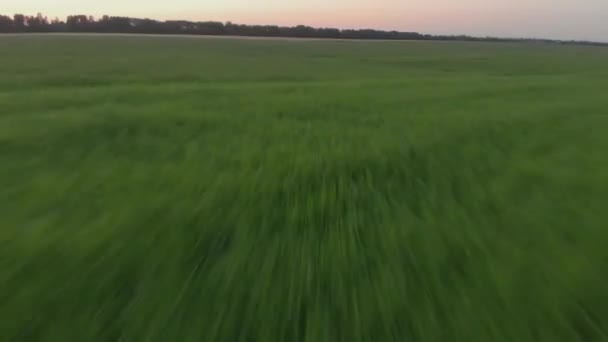 Vuelo bajo rápido sobre el campo — Vídeos de Stock