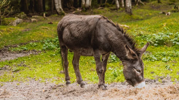 A small brown donkey pictures taken up close