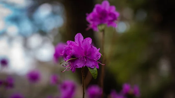 Picture of flowers on the daphne mezereum shrub during summer