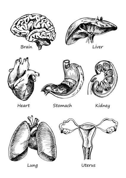 Human organs in sketches style set. Vector illustration background — Stock Vector