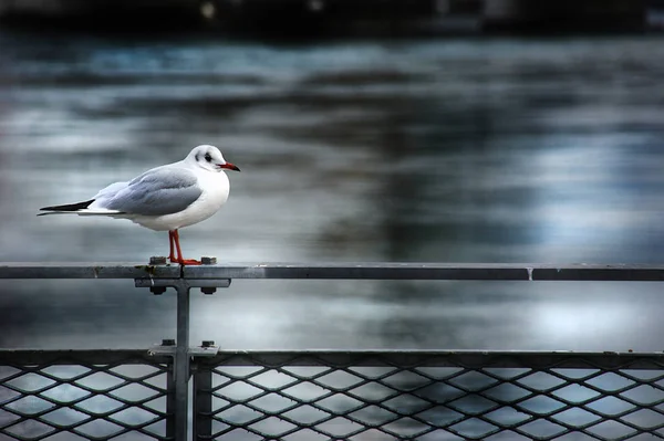 Bird in the town - seagull — Stock Photo, Image