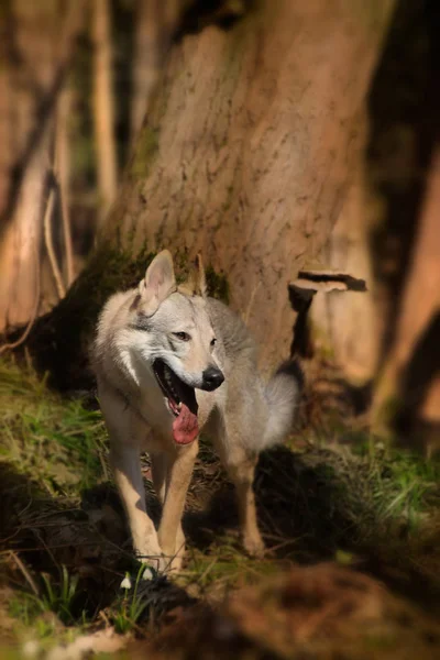 Lobo em uma floresta — Fotografia de Stock