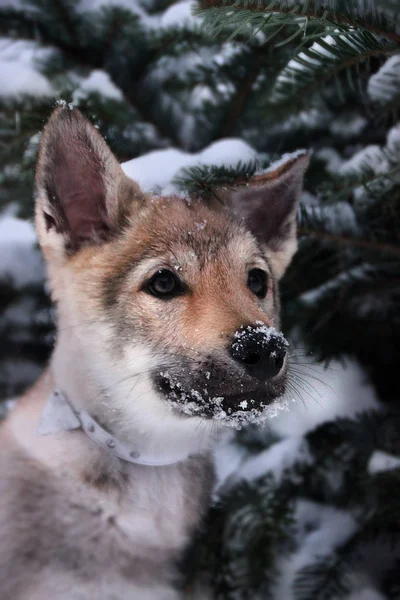 Cachorrinho de lobo em uma neve — Fotografia de Stock