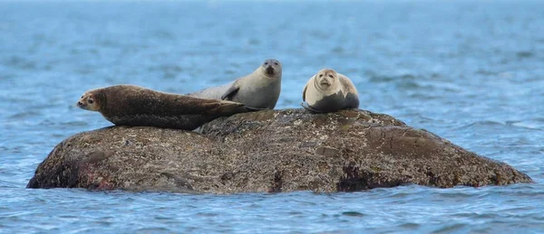 Three Grey Seals Rock Water — Stock Photo, Image