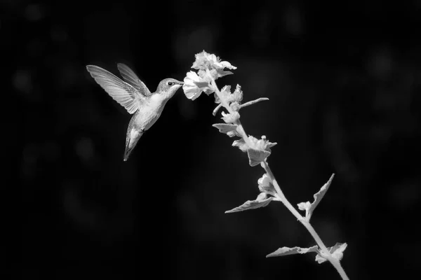 蜂鸟以花蜜为食飞行时的黑白特写 — 图库照片