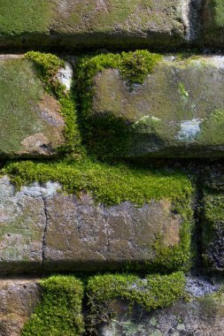 Yeşil yosunlu eski tuğla duvarın ayrıntıları
