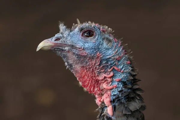 Wild Turkey close up portrait