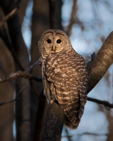 Hibou Barré Dans Forêt Avec Ses Yeux Noirs Regardant Droite — Photo