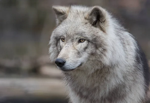 Grey Wolf Ακραία Κοντινό Πορτρέτο — Φωτογραφία Αρχείου