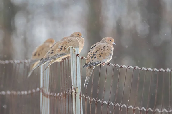 Doves Doliu Cocoțat Gard Sârmă Sub Zăpadă Ușoară — Fotografie, imagine de stoc