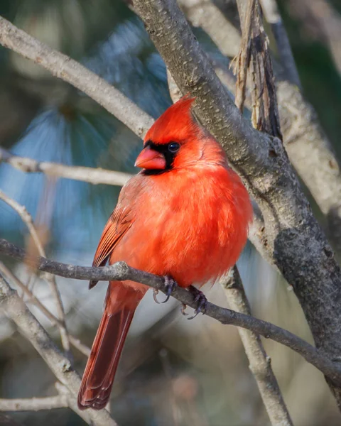 Gros Plan Oiseau Cardinal Nordique Rouge Vif Perché Sur Une — Photo