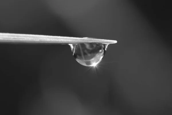 Sprankelende Waterdruppel Grassprietje — Stockfoto