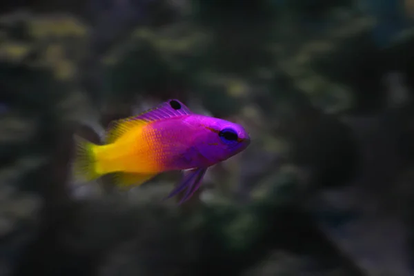 Real Abuela Púrpura Amarillo Peces Tropicales Cerca —  Fotos de Stock