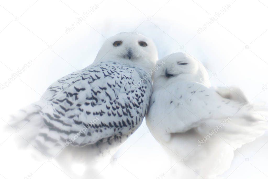 Close up of two White Snowy Owls in love leaning on each other