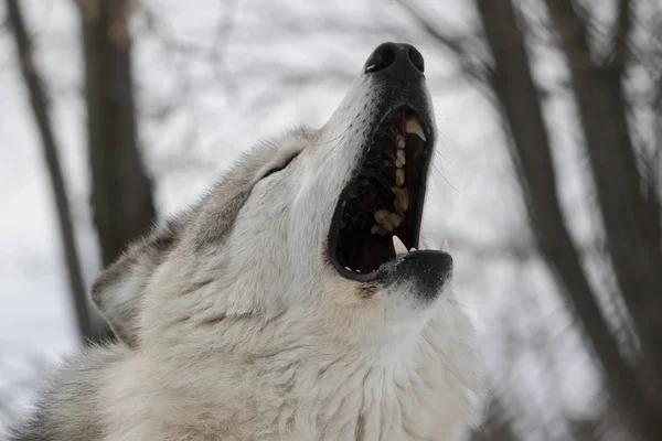 Howling Lupo Grigio Vicino — Foto Stock