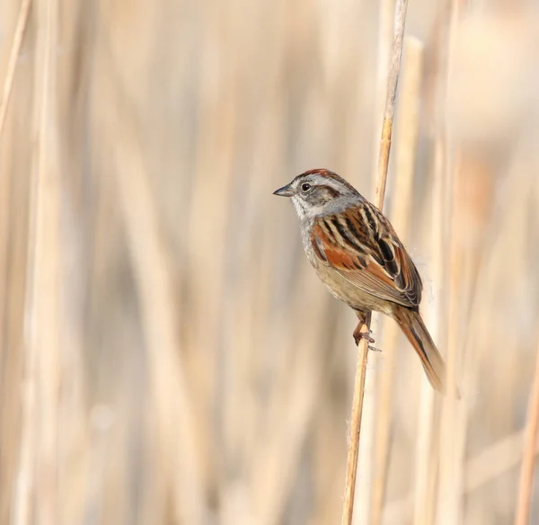 Pájaro Curruca Lado Castaño Con Material Corteza Abedul Para