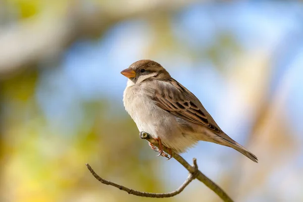 Extreme Close Seup Female House Sparrow Bird Branch — стоковое фото