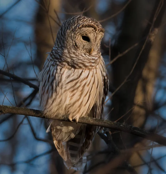 Barred Owl Looking Downward Late Afternoon Light Forest Blue Sky — Stock Photo, Image