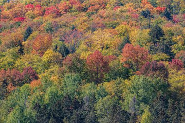 Dağın yamacındaki ağaçların sonbahar renkleri