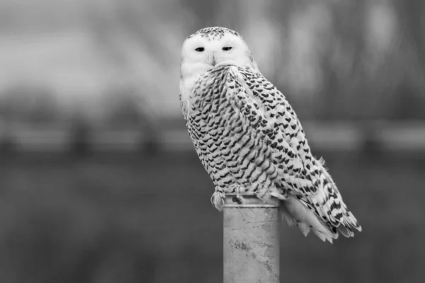 Black White Close Snowy Owl Perched Post Looking Camera — Stock Photo, Image