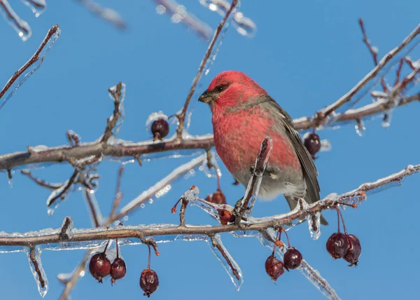 Kırmızı Erkek Çam Gagalı Kuş Meyve Ağacı Dalında Buz Fırtınasından — Stok fotoğraf