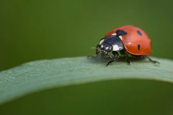 Macro Photo Ladybug Walking Blade Grass — 스톡 사진