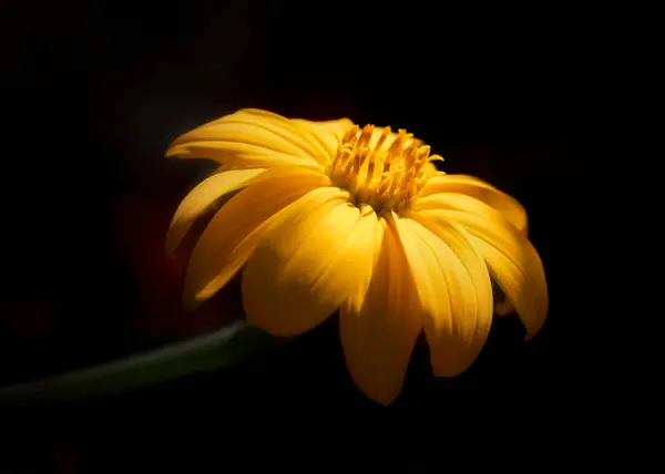 Heliopsis Žlutý Květ Měkkém Světle Černým Pozadím — Stock fotografie