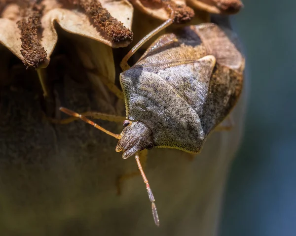 Terrestrial Turtle Bug Extreme Close — Stock Photo, Image