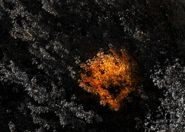 Orange color maple tree leaves surrounded by black and white leaves