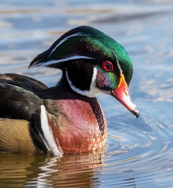 Extreme close up portrait of colorful Male Wood Duck on water