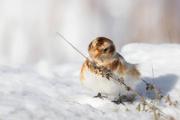 Extrém Közelről Aranyos Kis Snow Bunting Madár Eszik Növényi Részek — Stock Fotó