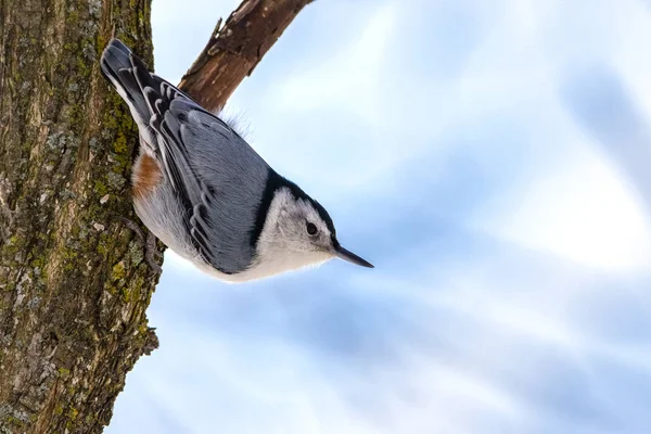 Extremo Close Bonito Pequeno Pássaro Nuthatch Dirigindo Para Baixo Tronco — Fotografia de Stock