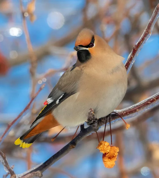 Aproape Frumoasa Pasăre Mascată Bohemian Waxwing Cocoțat Ramura Pomilor Fructiferi — Fotografie, imagine de stoc