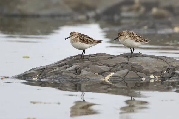 Two Semipalmated Sandpipers Rock Reflection Water — Stockfoto
