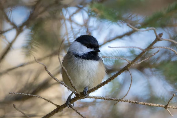 Close Chickadee Preto Tampado Empoleirado Ramo Coníferas Floresta — Fotografia de Stock