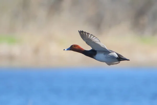 Male Redhead Duck Flight Soft Colors Background — 스톡 사진