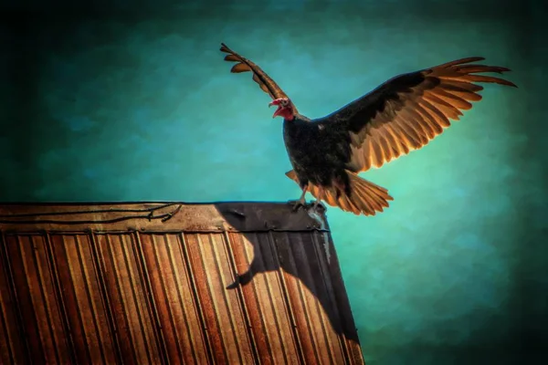 Turkey Vulture Shadow Barn Beak Opened — Stock Photo, Image