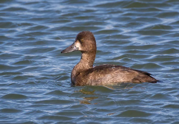 Nahaufnahme Einer Kleinen Scaup Ente Herbstlichen Gefieder Die Blauen Wasser — Stockfoto